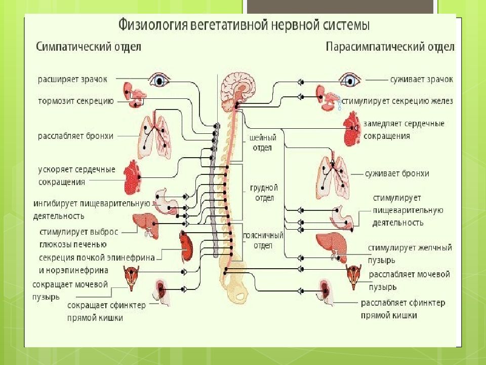 Где расположены симпатические вегетативные ядра. Вегетативная нервная система физиология. Отделы вегетативной нервной системы физиология. Физиология вегетативной нервной системы физиология. Функции вегетативной нервной системы таблица.