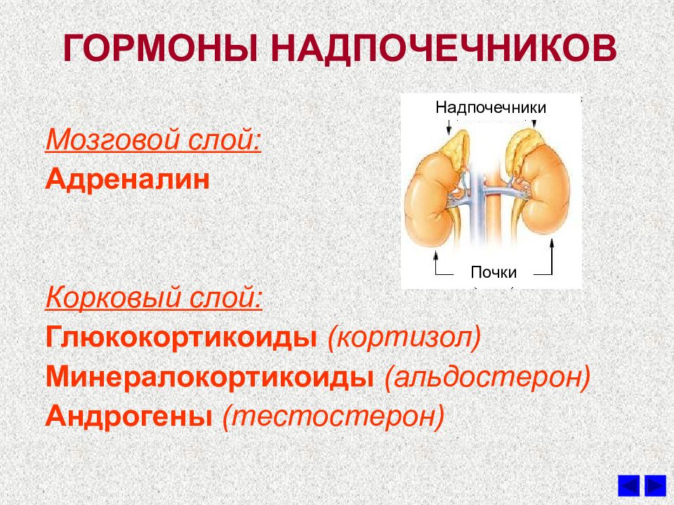 Найди рисунок на котором изображена железа вырабатывающая гормон адреналин