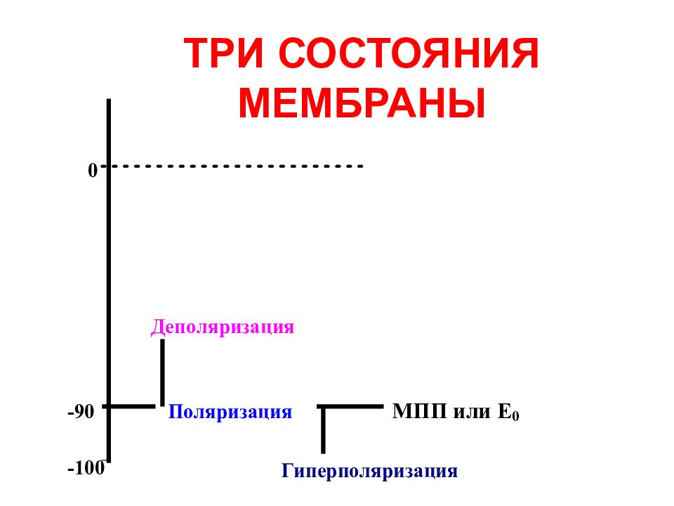 Физиология возбудимых тканей презентация