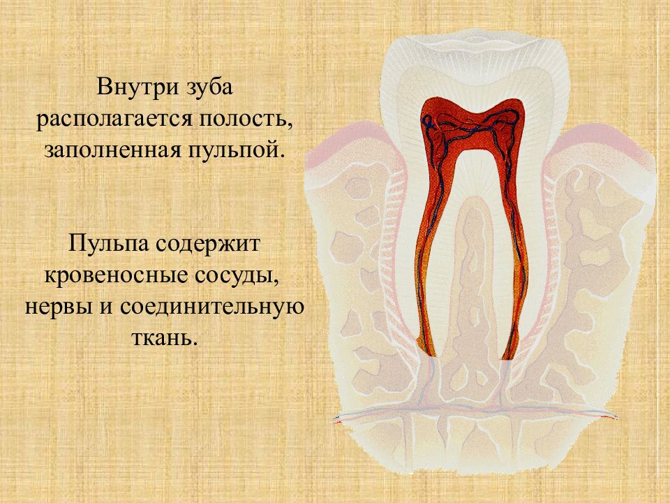 Полость располагаться. Кровеносные сосуды в зубе.