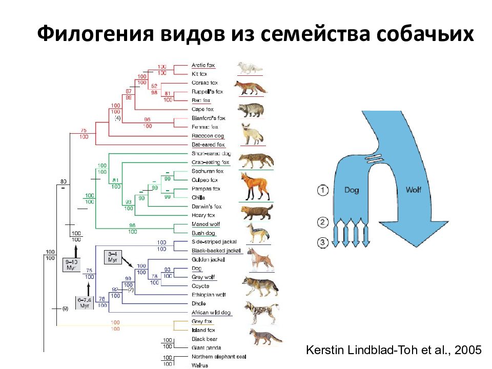 Филогения млекопитающих схема