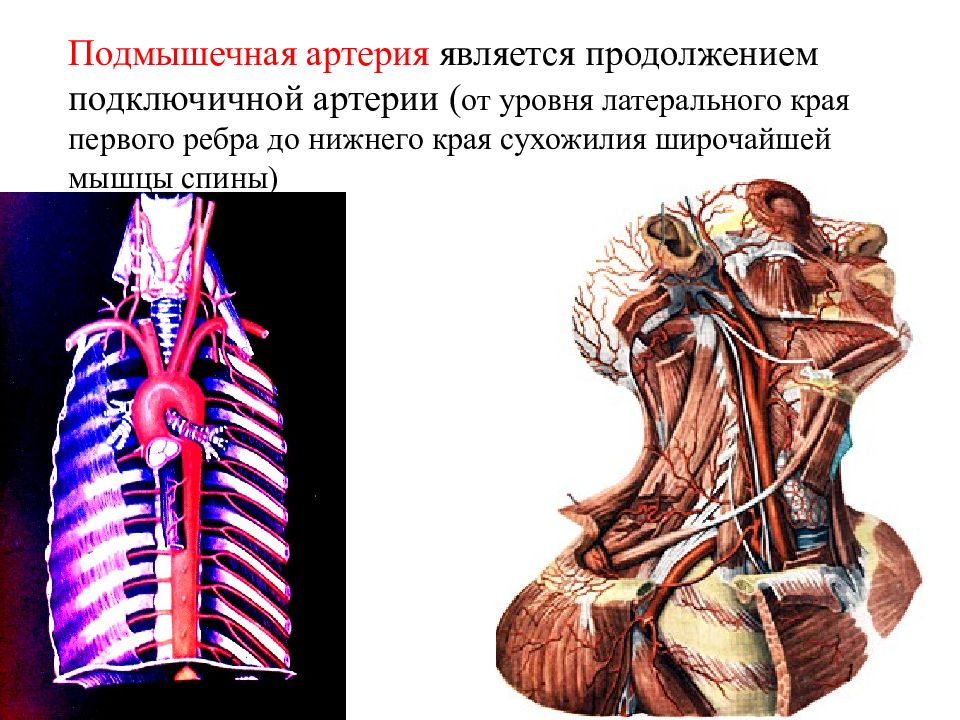 Подключичная артерия. Подключичная и подмышечная артерии. Подключичная и подмышечная Вена. Подмышечная артерия. Подключичная артерия и подмышечная артерия.