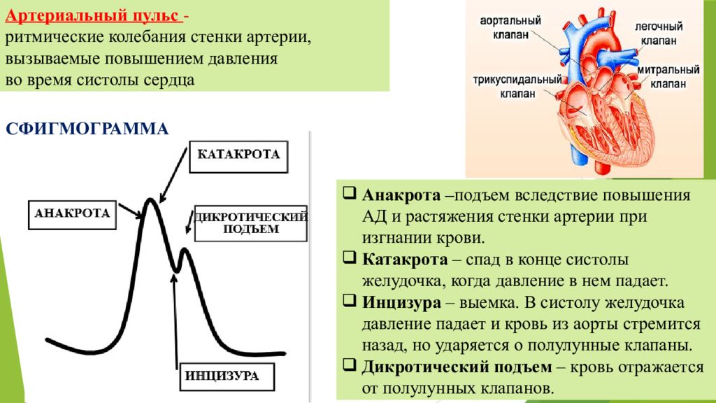 Колебание стенок артерий. Артериальный пульс. Артериальный пульс физиология. Ритмические колебания артериального давления. Механизм возникновения артериального пульса.