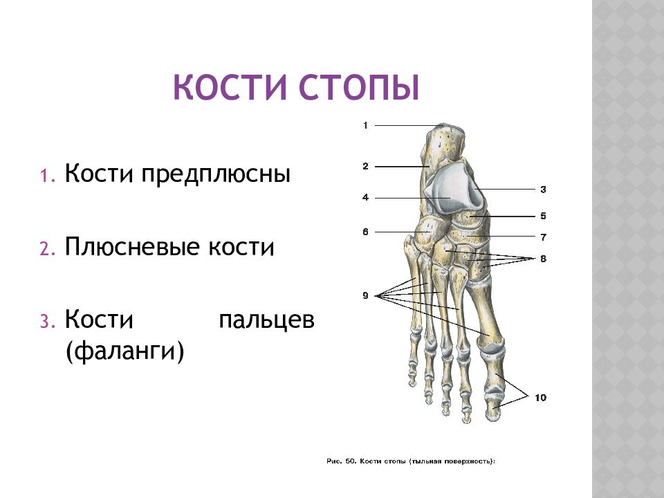 Предплюсна стопы сколько костей