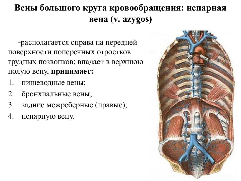 Верхняя непарная вена. Полунепарная Вена венозный отток. Непарная и полунепарная Вена анатомия. Полунепарная Вена анатомия. Задние межреберные вены.