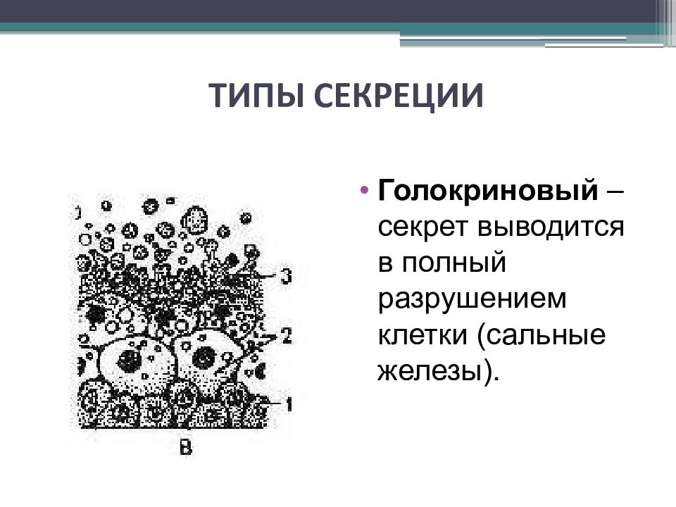 Типы секреции. Апокриновый мерокриновый и голокриновый Тип секреции. Эккриновый Тип секреции. Тип секреции слюнных желёз. Железы с мерокриновым типом секреции.