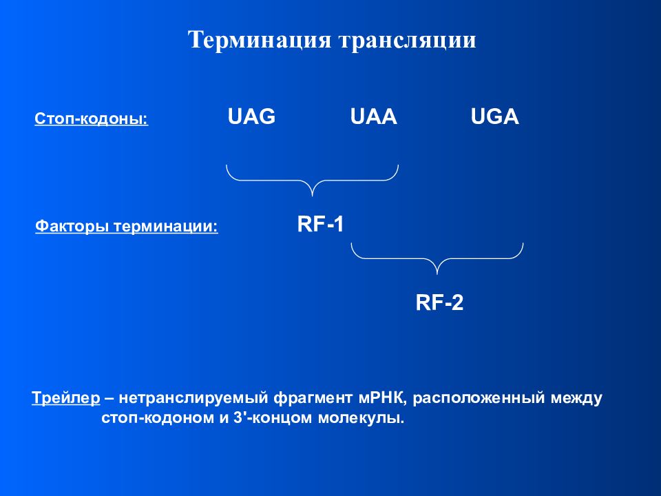 Стоп кодон. Терминирующие кодоны. Факторы терминации трансляции. Терминация МРНК. Кодоны МРНК.