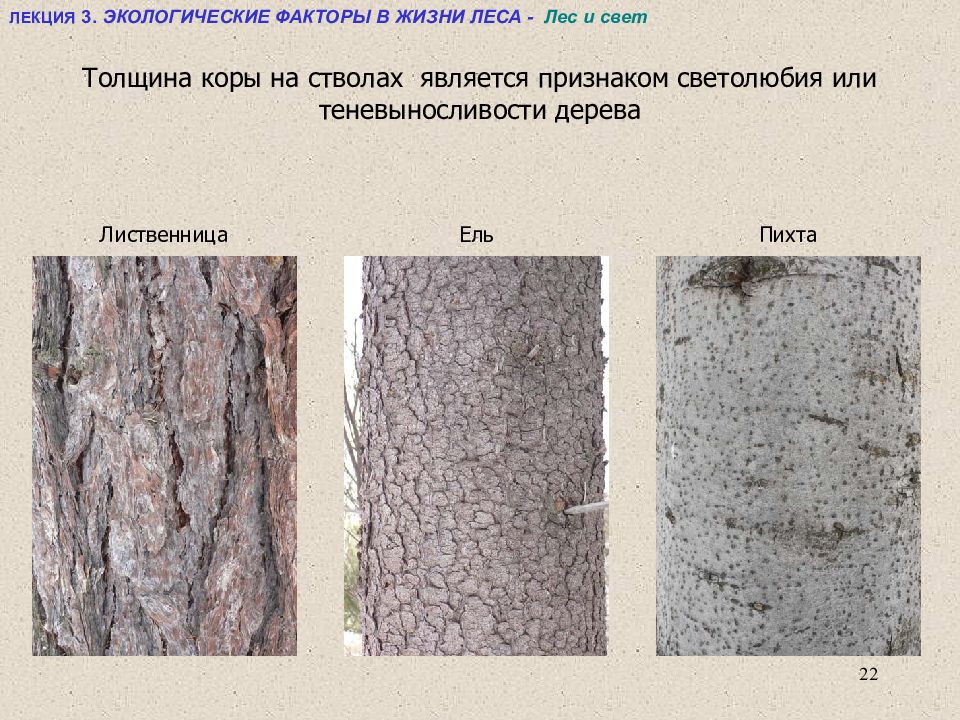 Как отличить деревья. Коры деревьев разных пород. Определение дерева по коре. Описание коры дерева.