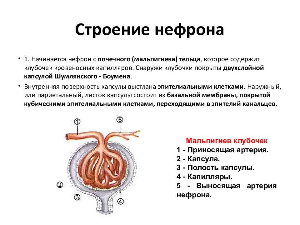 В состав нефрона входят капиллярный клубочек. Внутреннее строение нефрона. Строение нефрона почки. Строение клубочка нефрона. Строение нефрона анатомия.
