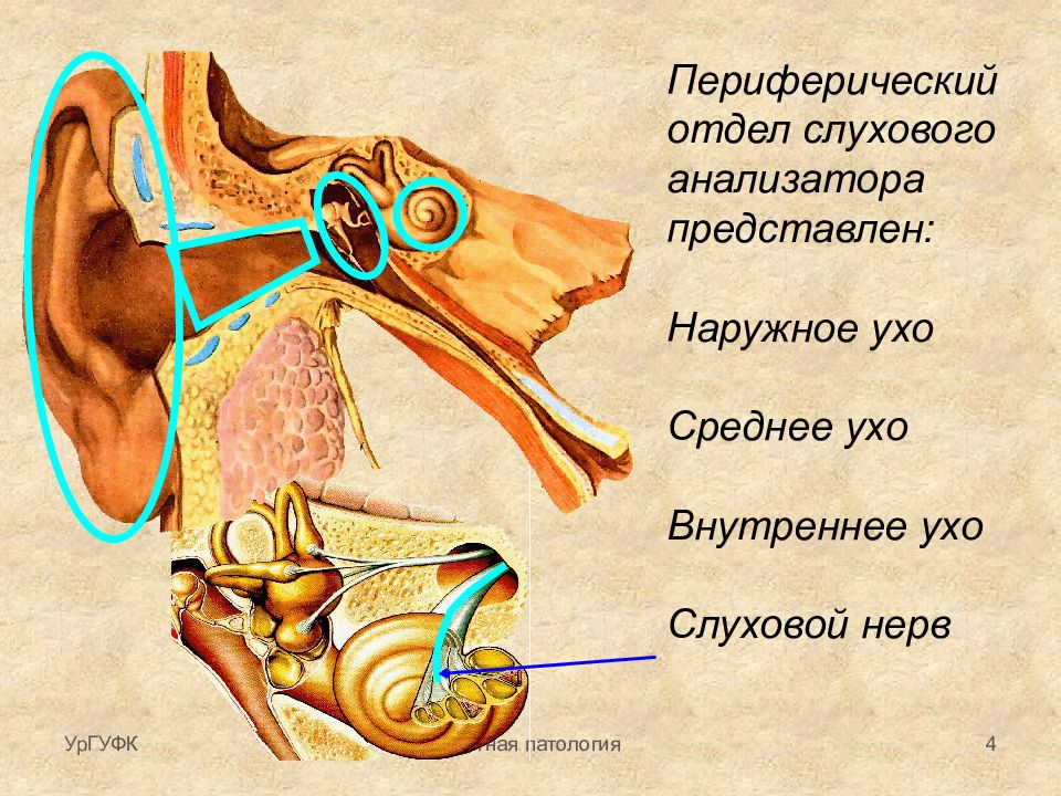 Механизм работы слухового анализатора 8 класс схема