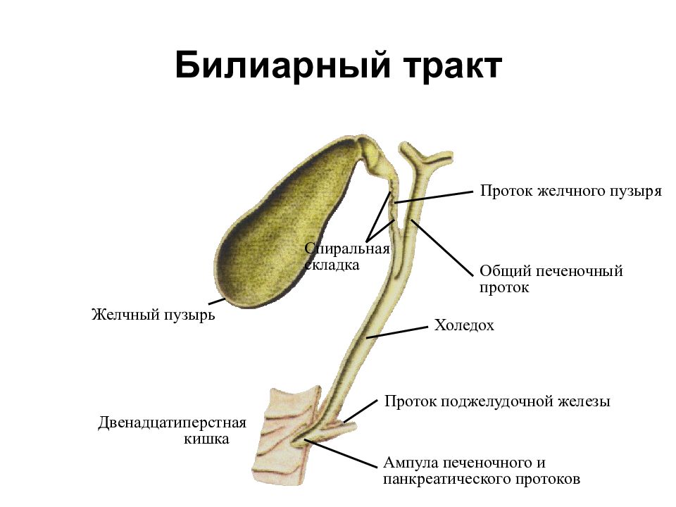 Поджелудочная железа желчный