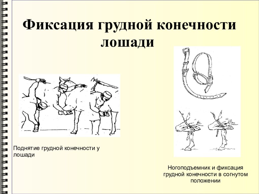 Фиксация образа. Фиксация грудной конечности лошади. Фиксация тазовой конечности лошади. Фиксация лошадей с поднятием конечности лошадей. Фиксация лошадей конечностей у лошадей.