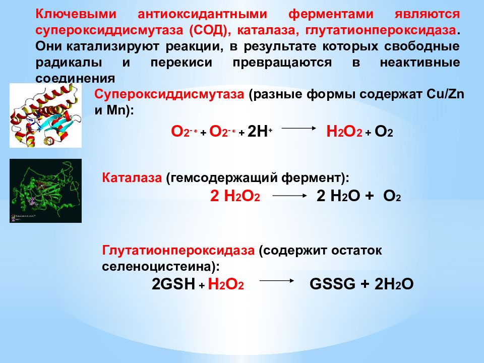 Антиоксидантные ферменты. Ферменты глутатионовой системы антиоксидантной защиты. Фермент каталаза катализирует реакцию. Защитные ферменты сод каталаза глутатионпероксидаза. Антиоксиданты и антиоксидантные системы ферментов.