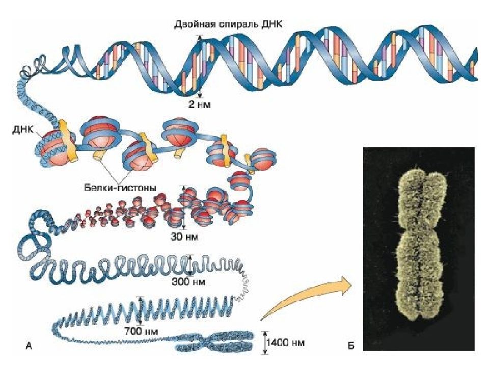 Схема строения хромосомы
