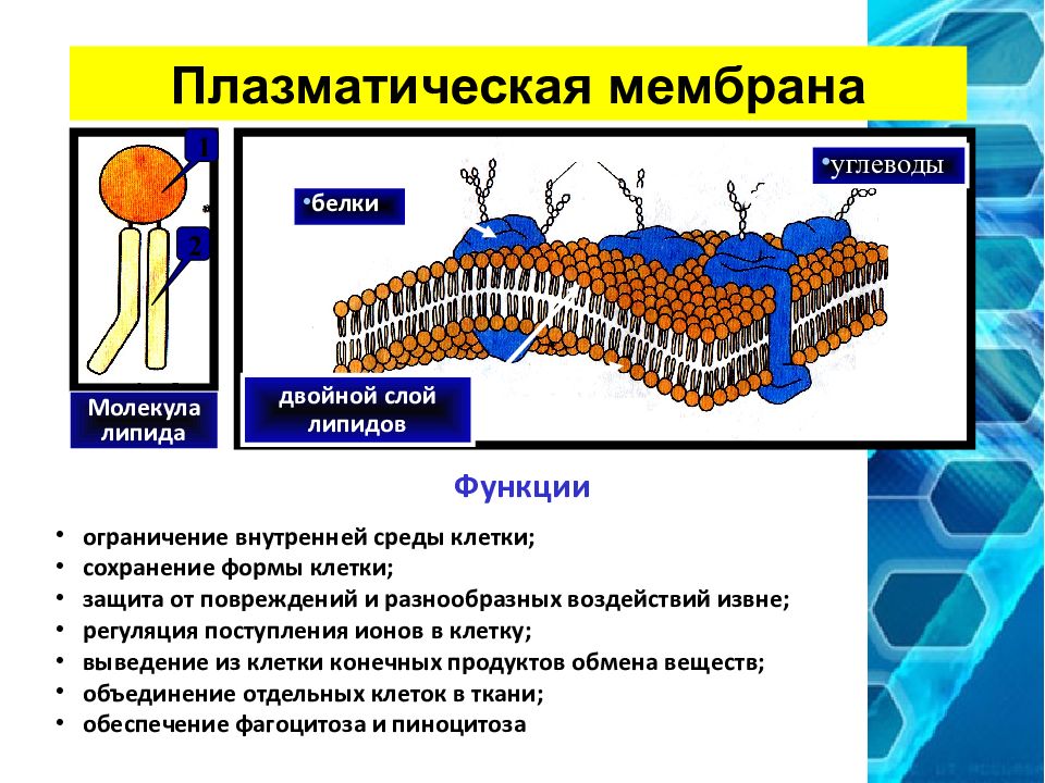 4 функция плазматической мембраны. Клеточная плазматическая мембрана функции. Плазматическая мембрана билипидный слой. Функции липидов в плазматической мембране. Структура клетки плазматическая мембрана.