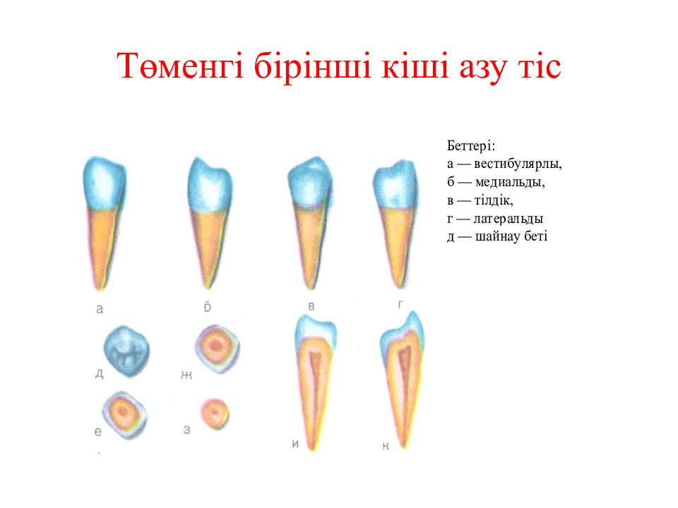 Тіс пастасы презентация