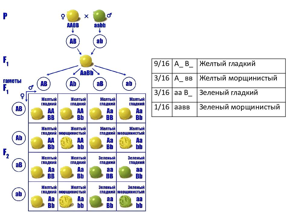 Презентация дигибридное скрещивание 3 закон менделя
