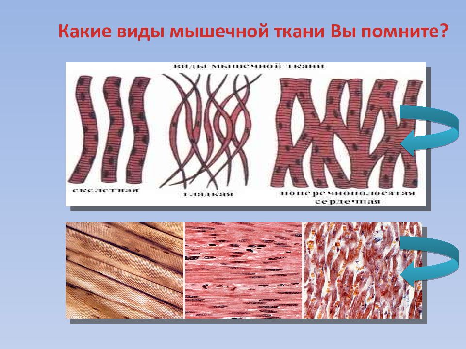 Изображение мышечной ткани