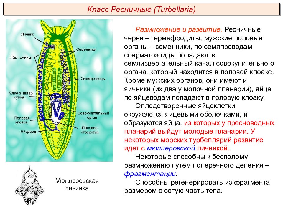 Плоские черви кратко. Тип плоские черви Ресничные черви. Тип плоские черви класс Ресничные черви 7 класс. Общая характеристика плоских червей Ресничные черви. Строение плоских червей ЕГЭ.