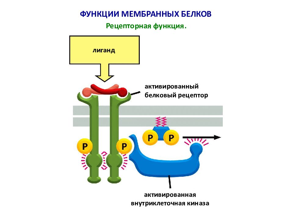 Функции мембранных белков. 1. Рецепторная функция мембраны. Рецепторные белки мембраны. Энергетическая функция мембраны. Биофизика мембран.