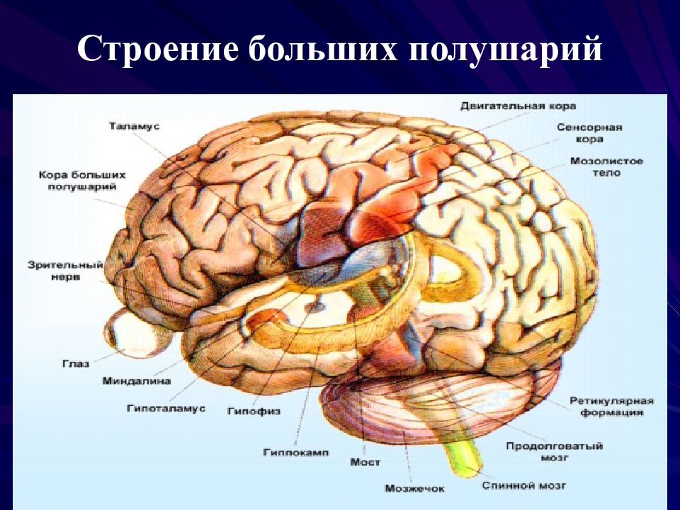 Отделы мозга имеющие кору. Большие полушария головного мозга строение. Строение больших полушарий головного мозга. 8 Класс. Большие полушария головного мозга структура. Внутреннее строение полушарий головного мозга.