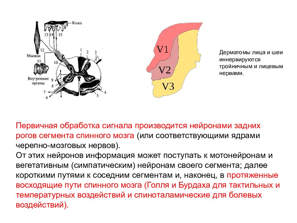 Анализатор кожный презентация