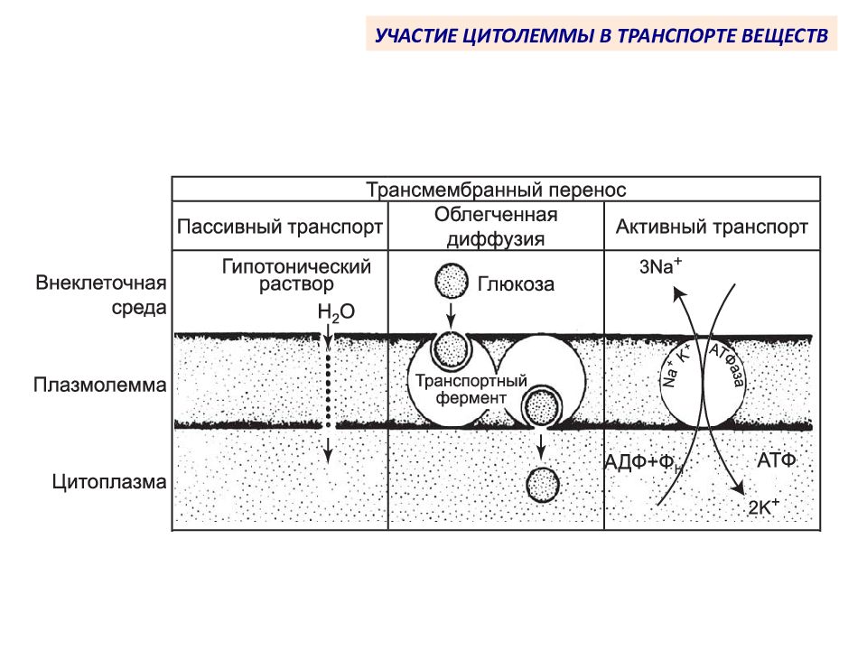 Облегченный перенос. Активный и пассивный трансмембранный транспорт. Трансмембранный перенос веществ: диффузия. Схема активного трансмембранного транспорта. Трансмембранный перенос виды транспорта.