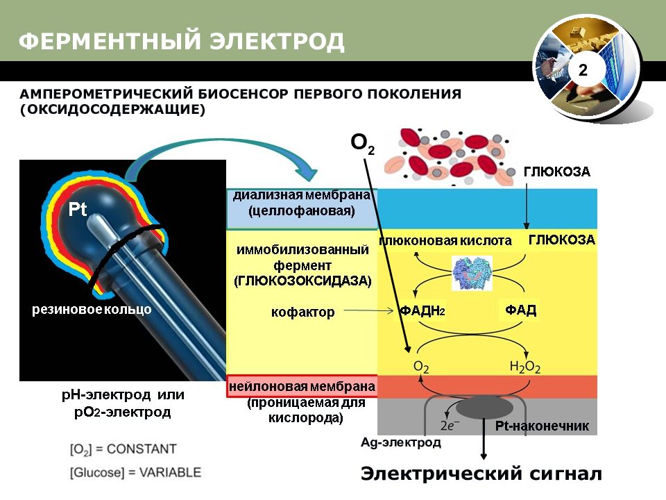 Биосенсоры и биочипы презентация