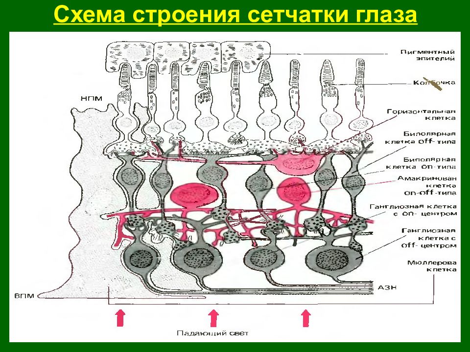 Структура сетчатки. Схема строения сетчатки. Сетчатка глаза схема. Строение сетчатки глаза человека схема. Строение сетчатки глаза физиология.