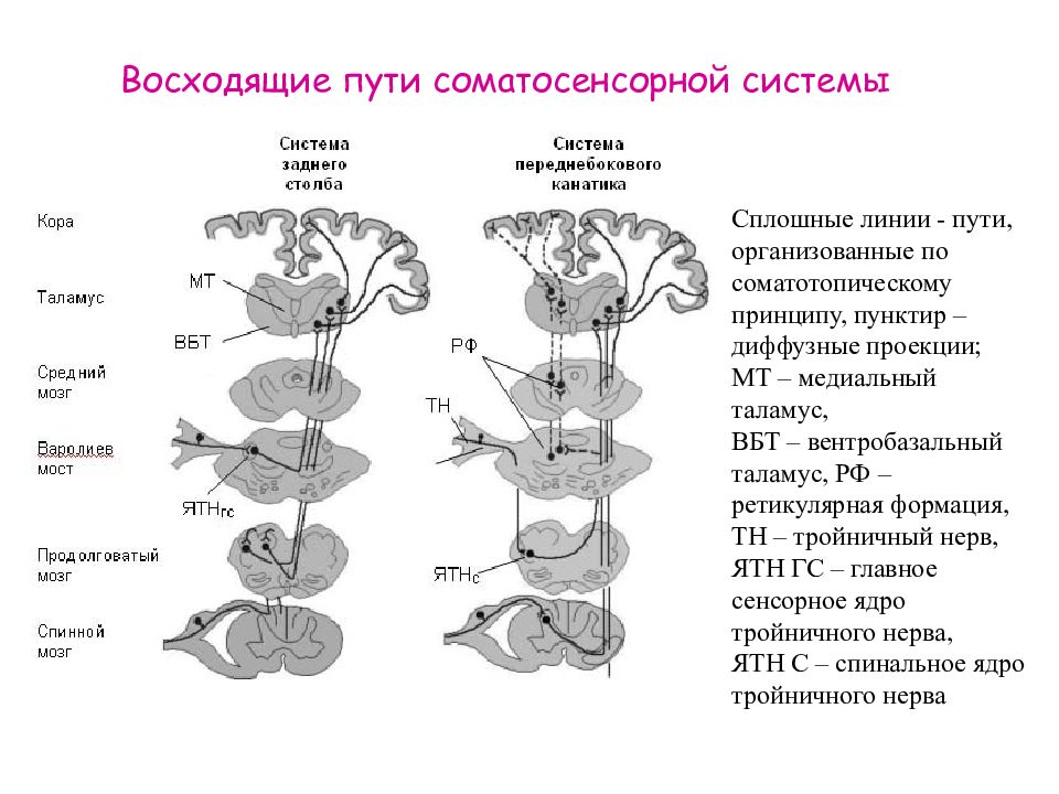 Соматосенсорный анализатор общий план строения и функции проводящие пути