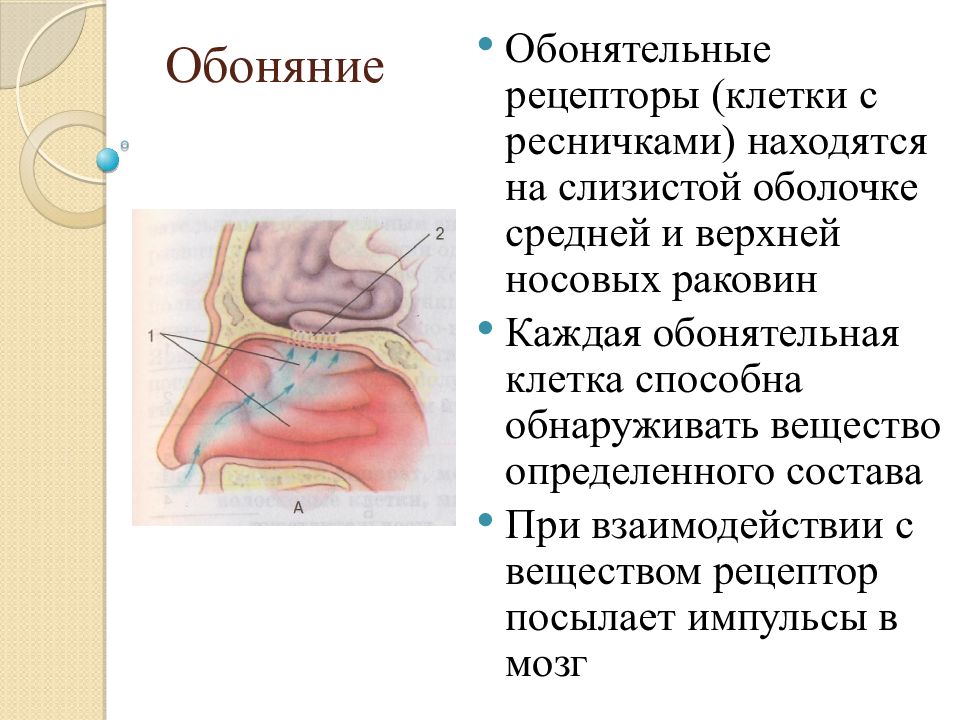 Воспринимающие анализаторы