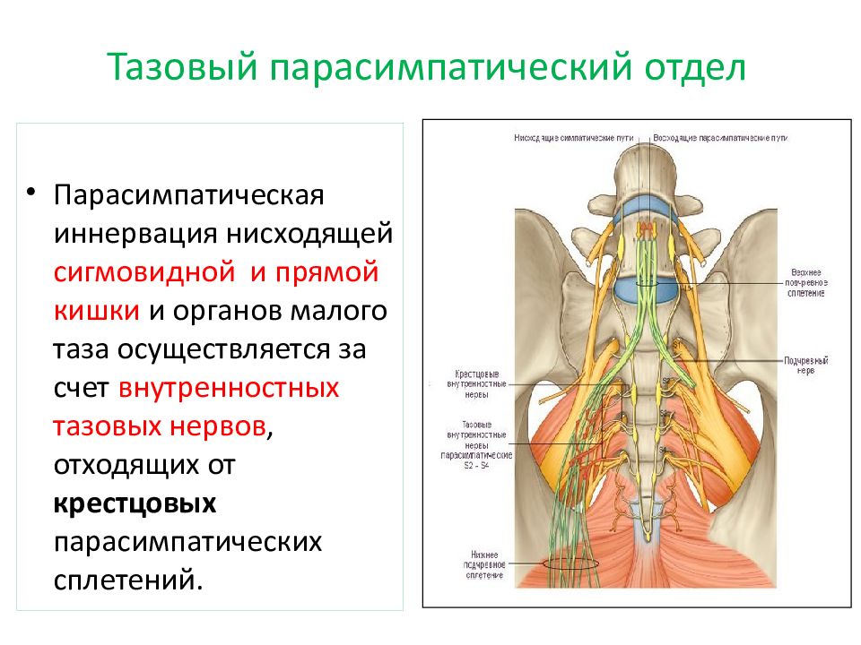 Нисходящий нерв. Сплетения вегетативной нервной системы. Парасимпатическая иннервация органов таза. Симпатическая иннервация органов малого таза. Анатомия нервов таза.