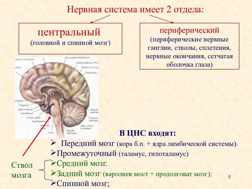 Низших отделов мозга. Бульварный отдел головного мозга. Периферический отдел мозга. Периферический отдел мозга функции. Периферическая нервная система продолговатый мозг ствол мозга.
