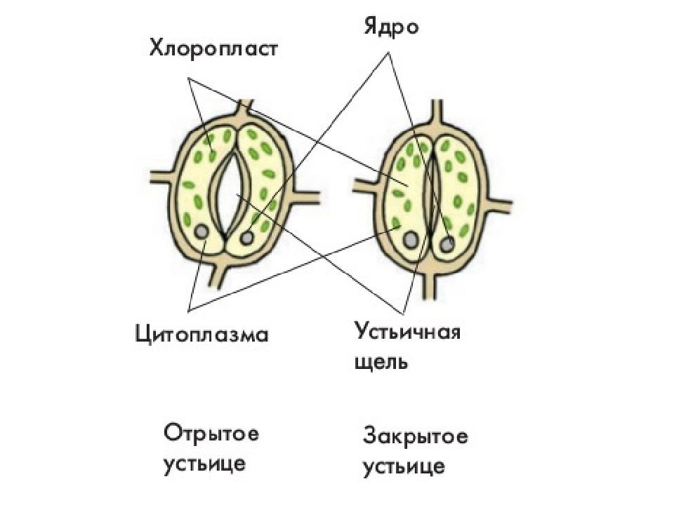 Изображение устьиц. Строение устьиц растений. Схема строения устьиц листа растений. Строение устьица листа. Строение устьица листа и их функции.