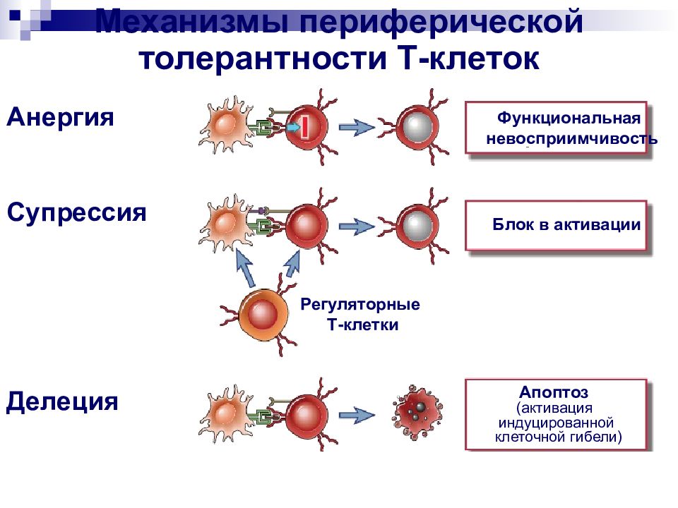 Иммунологическая толерантность презентация