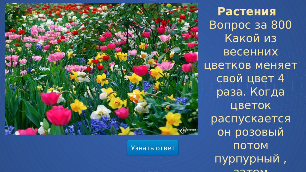 Мир весенней природы