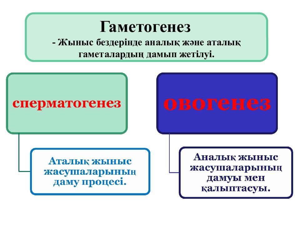 Гаметогенез у животных презентация