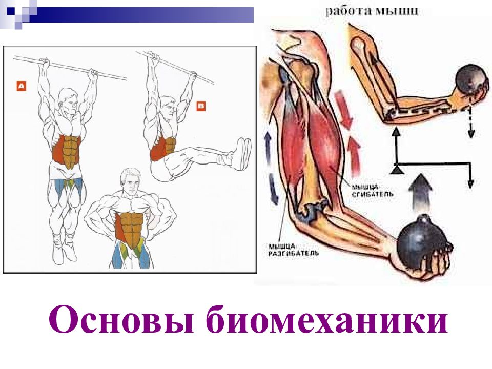 Презентация на тему биомеханика