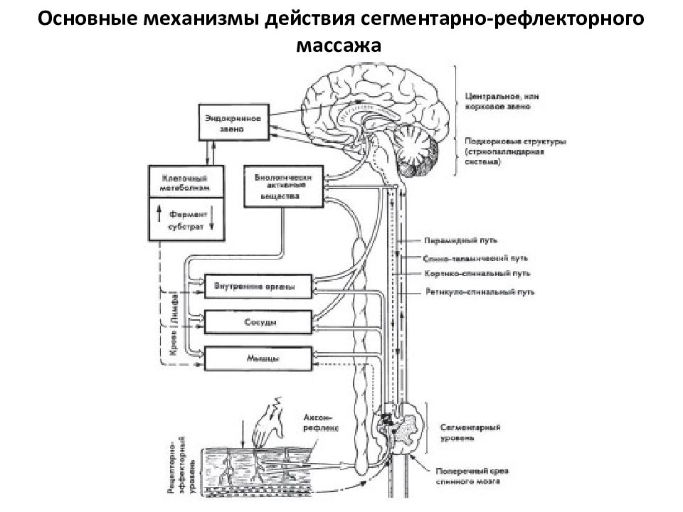 Сегментарно рефлекторный массаж презентация