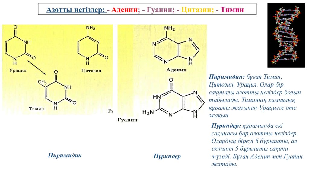 Днк гуанин тимин цитозин. Аденин равен Тимину. Аденин гуанин цитозин Тимин урацил. Аденин гуанин цитозин Тимин урацил комплементарность. Цитозин Тимин аденин гуанин урацил 1 Пурин 2 пиримидин.