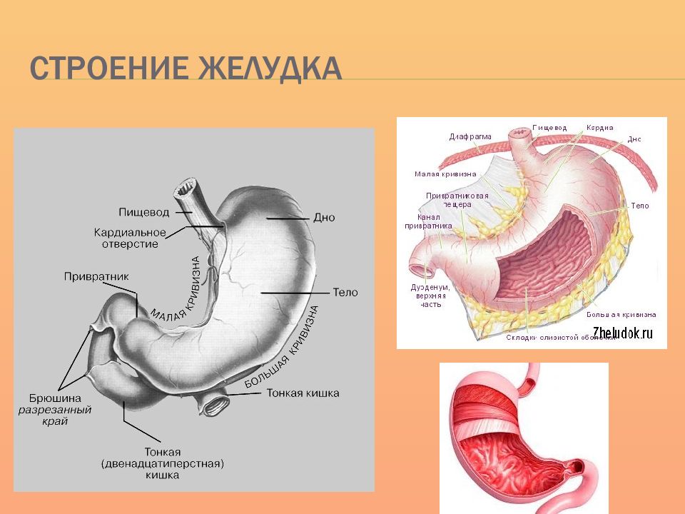 Строение желудка 8 класс. Строение желудка вид спереди. Желудок строение и функции анатомия. Внутреннее строение желудка анатомия. Строение желудка анатомия привратник.