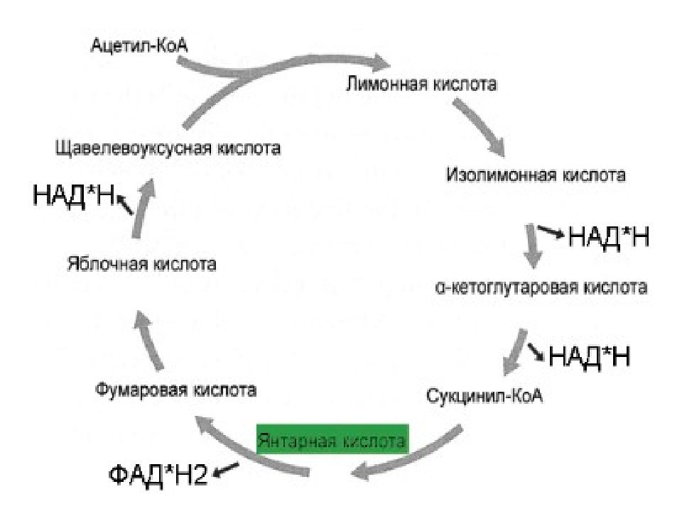 Дыхание растений презентация университет