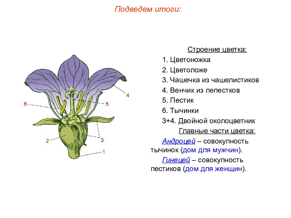 Цветок состоит из околоцветника тычинок. Цветок фиалка околоцветник. Чашелистики пестик тычинки венчик. Схема строения цветка пестик. Цветоложе венчик.