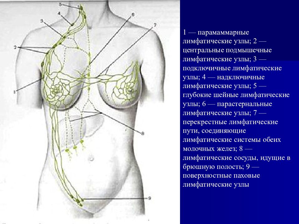 Аксиллярные лимфатические узлы. Лимфатическая система молочной железы. Молочная железа анатомия лимфатическая система. Лимфатическая система молочной железы анатомия. Парамаммарные лимфатические узлы.