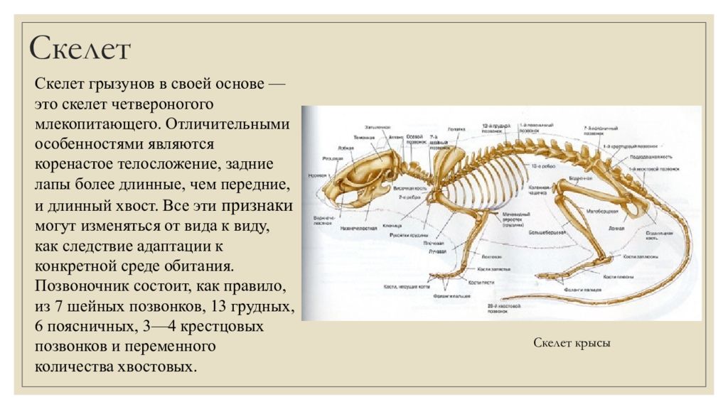 Скелет грызунов схема