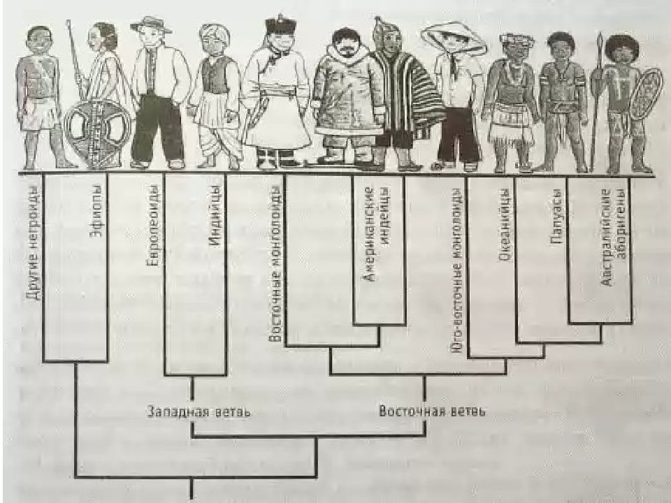 Рассмотрите рисунок 90 учебника принимая во внимание последовательность расселения человеческих рас