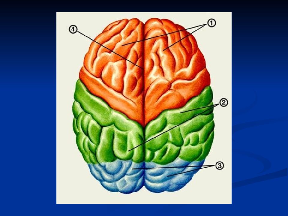 Локализация конечного мозга. Конечный мозг развитие. Конечный мозг развитие. Конечный мозг развитие. Конечный мозг развитие.