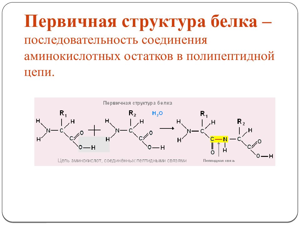 Структура белка последовательность. В первичной структуре белка аминокислоты соединены. Аминокислотные последовательности белков. Закономерности первичной структуры белка. Полипептидная теория строения белков.