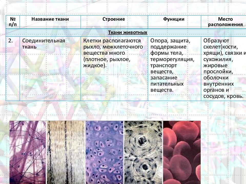 Соединительные ткани животных 5 класс презентация