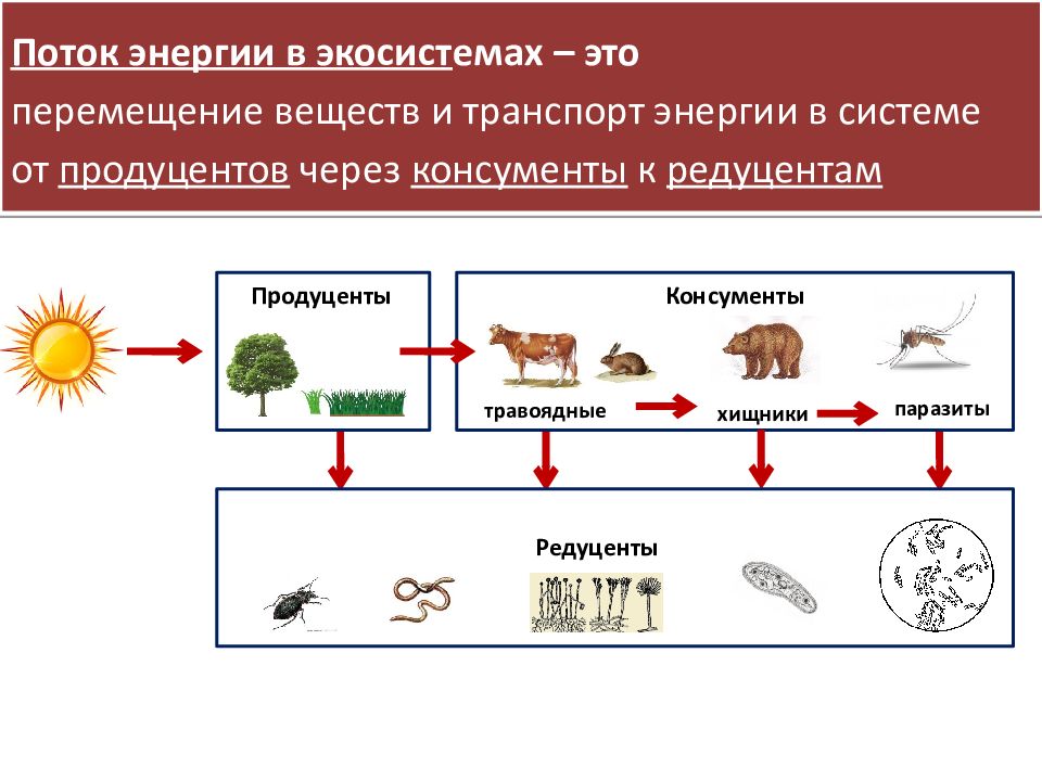 Продуценты консументы редуценты рисунок